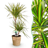 Livraison plante Dracaena Sunray et panier H95cm