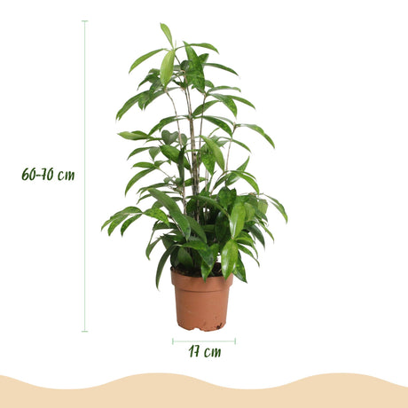 Livraison plante Dracaena surculosa – Lot de 1 – Pot 17 cm – Hauteur 60 - 70 cm