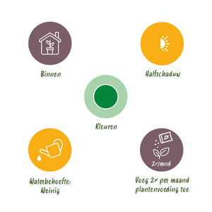 Livraison plante Dracaena surculosa – Lot de 1 – Pot 17 cm – Hauteur 60 - 70 cm