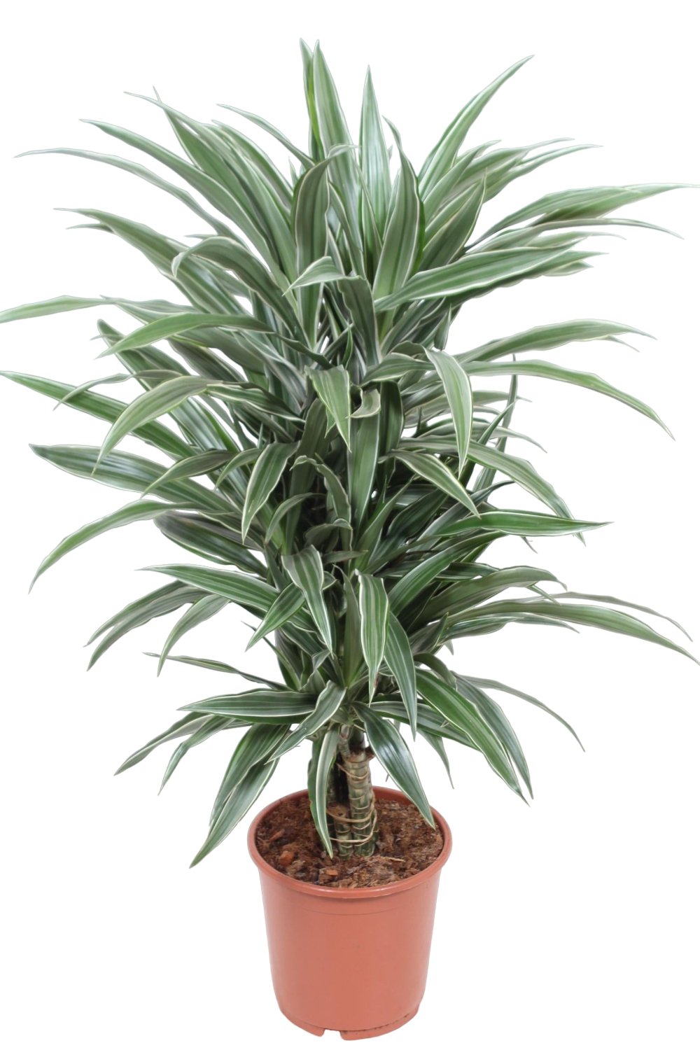 Livraison plante Dracaena 'Warneckei'