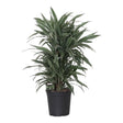 Livraison plante Dracaena 'Warneckei'