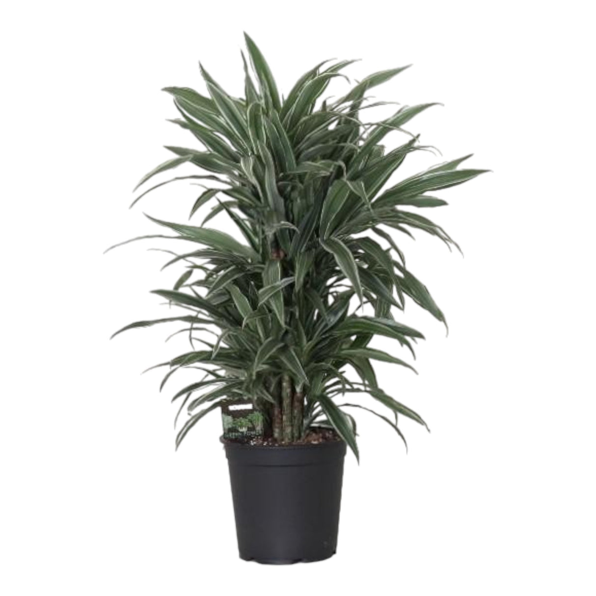 Livraison plante Dracaena 'Warneckei'