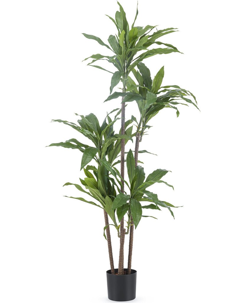 Livraison plante Dracena Fragnans - grande plante artificielle