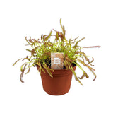 Livraison plante Drosera Capensis