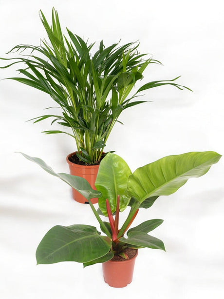 Livraison plante Duo de grandes plantes jungle