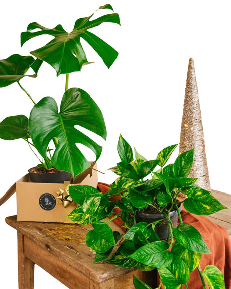 Livraison plante Duo de plantes star - Monstera & Pothos