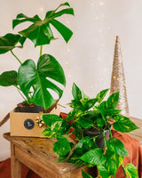 Star plant duo - Monstera and Pothos