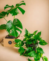 Star plant duo - Monstera and Pothos