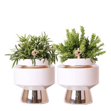 Livraison plante Duo de Rhipsalis et leurs caches - pots argenté et blanc