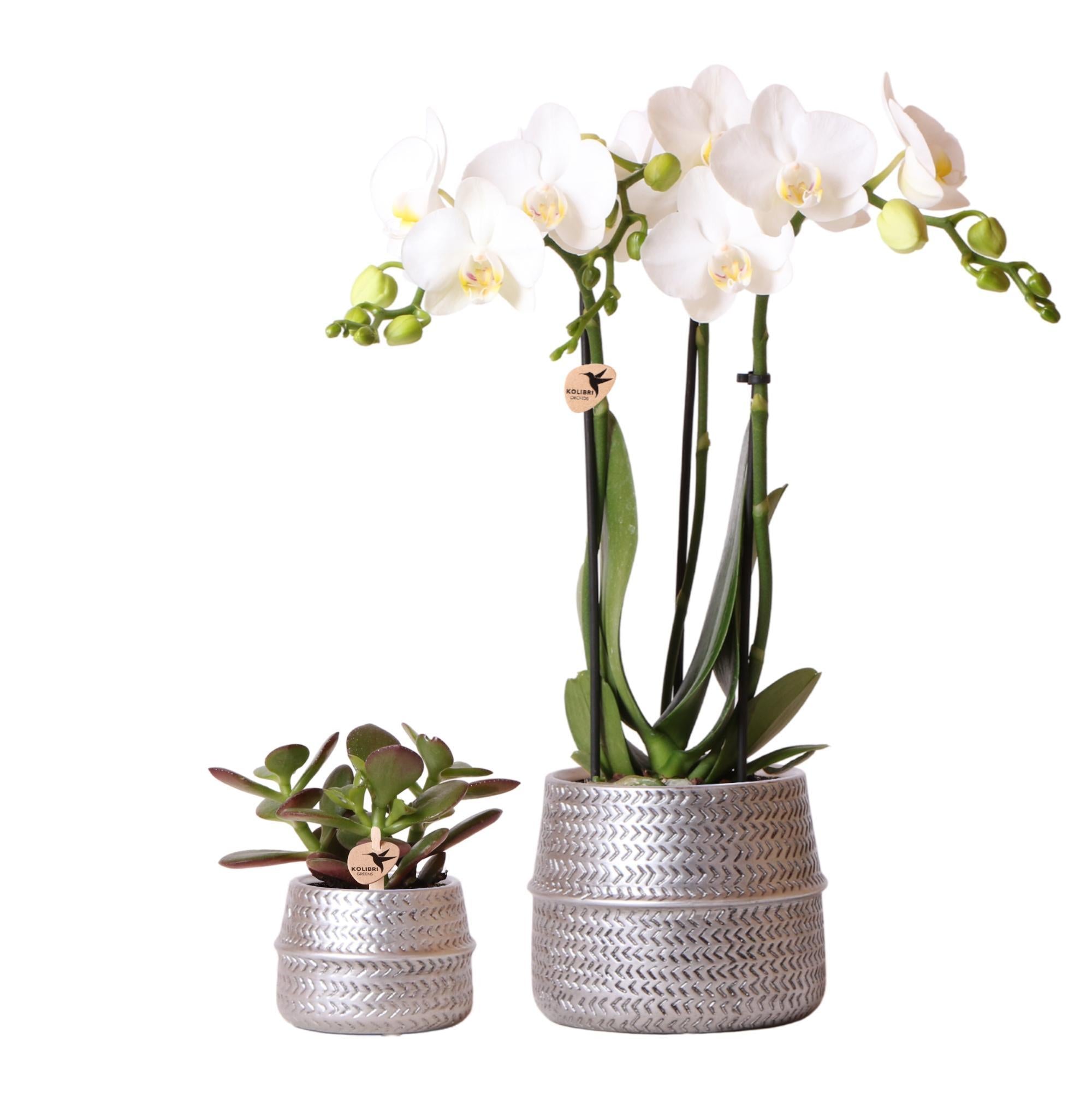 Duo orchidée blanche et Crassula ovata et pots argentés