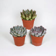 Livraison plante Echeveria, box de 3 plantes, h15cm