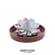 Livraison plante Echeveria Lilacina Sans Racines dans Coupe Rouge