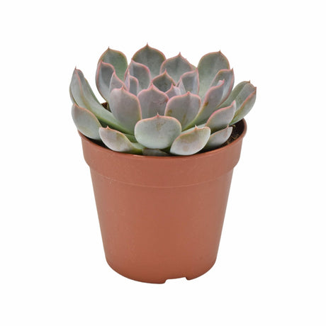 Livraison plante Echeveria Menina h15cm - baby plante grasse d'intérieur