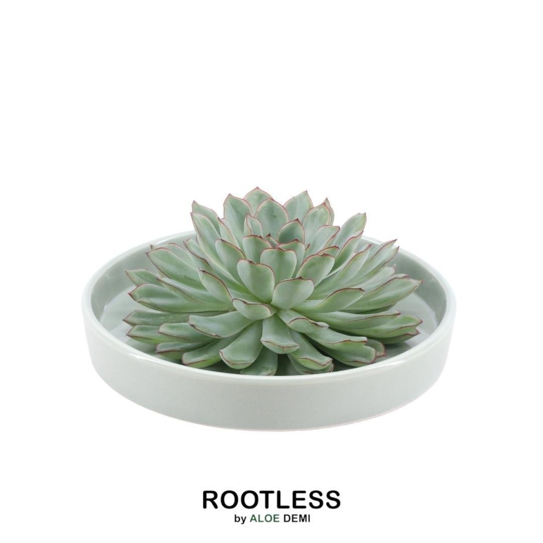 Livraison plante Echeveria Pulidonis Sans Racines en Coupe