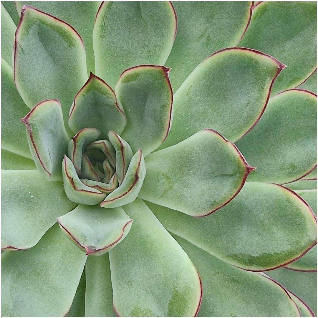 Livraison plante Echeveria Pulidonis Sans Racines en Coupelle Rose