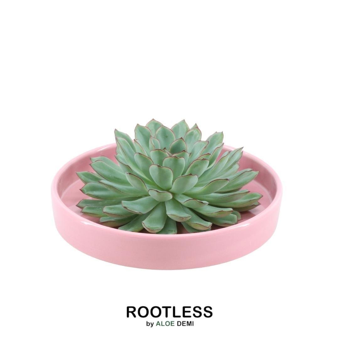 Livraison plante Echeveria Pulidonis Sans Racines en Coupelle Rose