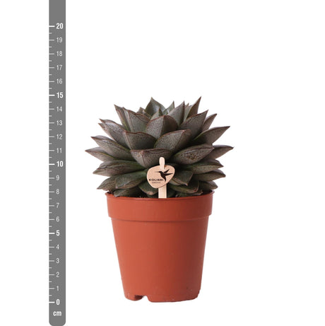 Livraison plante Echeveria Purpusorum h15cm - plante grasse d'intérieur