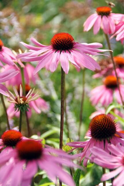 Échinacée Pourpre (Echinacea purpurea) 'Magnus'
