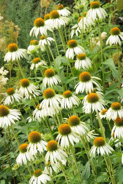 Échinacée (Echinacea purpurea) 'White Swan'