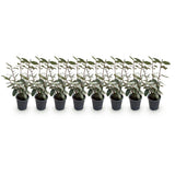 Livraison plante Elaeagnus ebbingei Compacta – Lot de 8 – Pot 9 cm