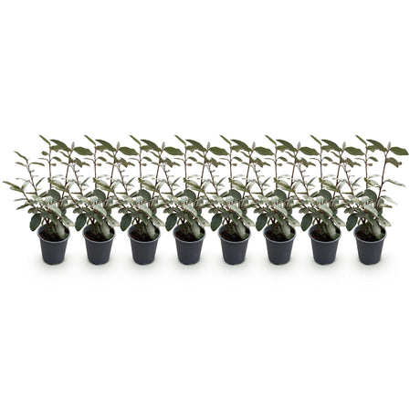Livraison plante Elaeagnus ebbingei Compacta – Lot de 8 – Pot 9 cm