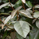 Livraison plante Elaeagnus ebbingei Compacta – Lot de 8 – Pot 9 cm