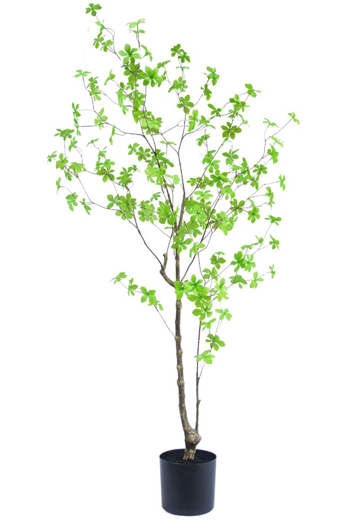 Livraison plante Enkianthus vert - Arbre artificiel
