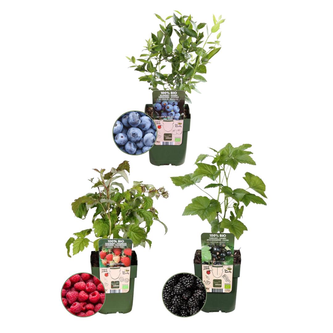 Livraison plante Ensemble de 3 plantes fruitières bio