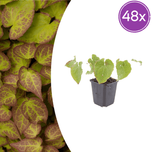 Livraison plante Epimedium