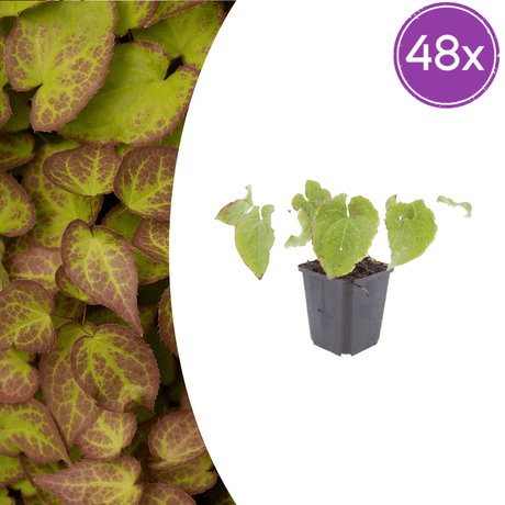 Livraison plante Epimedium