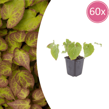 Livraison plante Epimedium