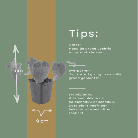 Livraison plante Epimedium