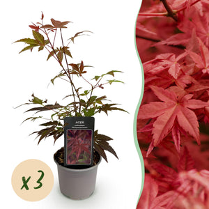 Livraison plante Érable du Japon Atropurpureum – Lot de 3 – Pot 12 cm