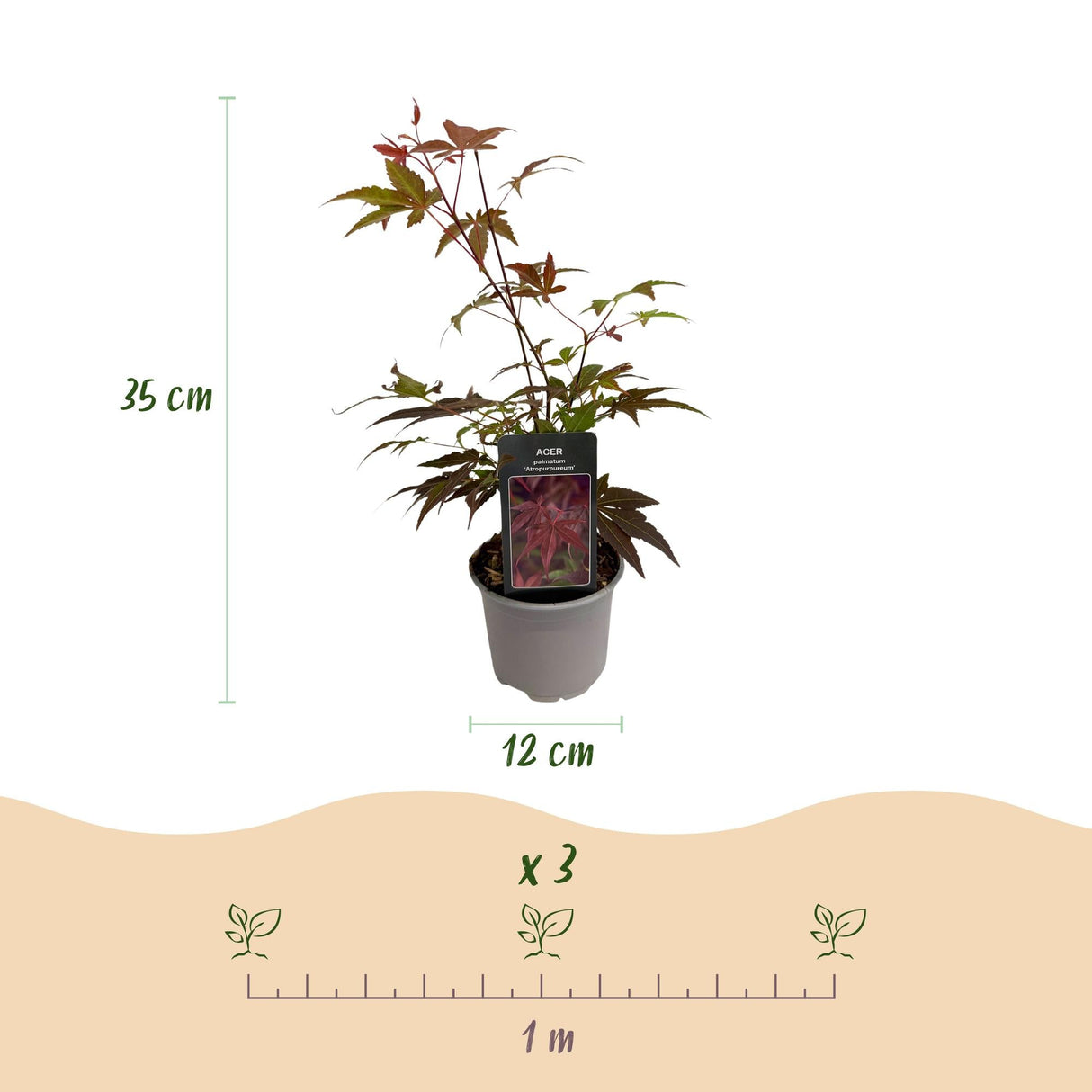 Livraison plante Érable du Japon Atropurpureum – Lot de 3 – Pot 12 cm