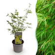 Livraison plante Erable du japon Emerald Lace