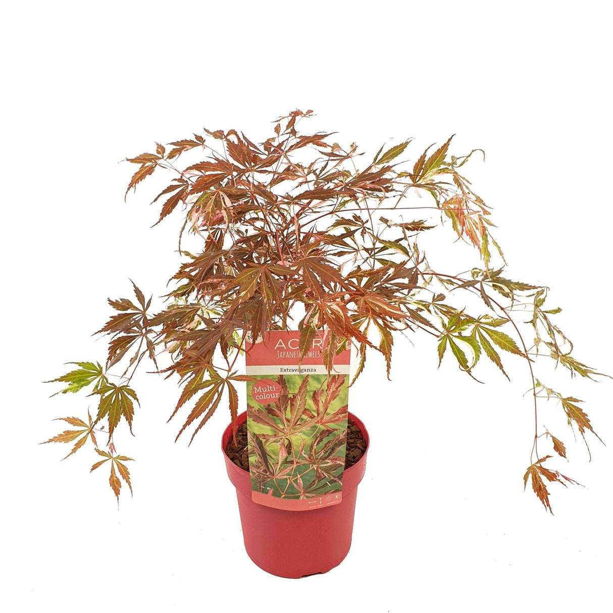 Livraison plante Erable du japon 'Extravaganza'® - ↨40cm - Ø19cm - plante d'extérieur