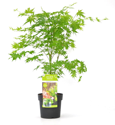 Livraison plante Erable du Japon Palm. Acer 'Going Green'