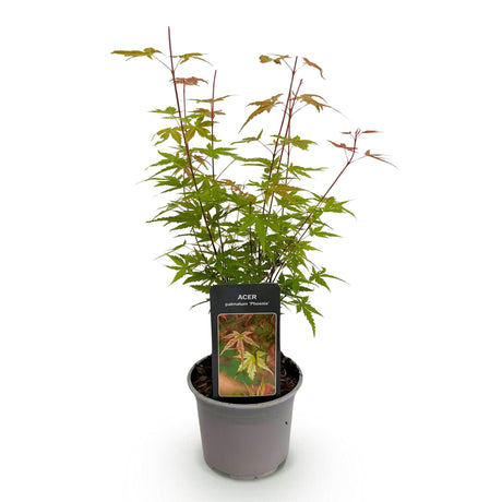 Livraison plante Érable du Japon Phoenix – Pot 12 cm – Hauteur 35 cm
