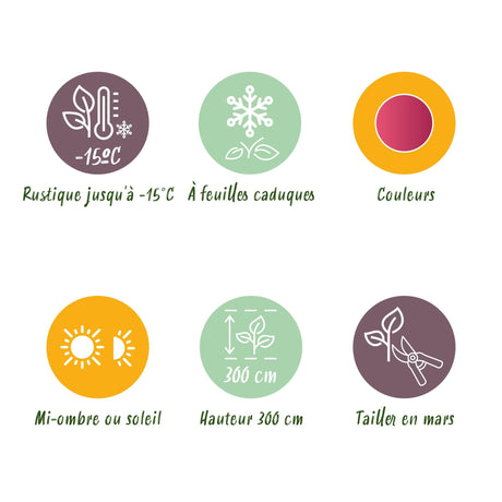 Livraison plante Érable du Japon Phoenix – Pot 12 cm – Hauteur 35 cm