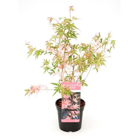 Livraison plante Erable du japon 'Taylor'® - ↨20cm - Ø13cm - plante d'extérieur