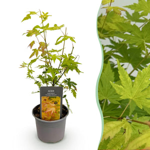 Livraison plante Erable Orange Dream en pot