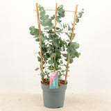 Livraison plante Eucalyptus cinerea argenté d17cm h60cm