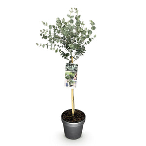 Livraison plante Eucalyptus gunnii Azura – Pot 19 cm – Hauteur 90 cm