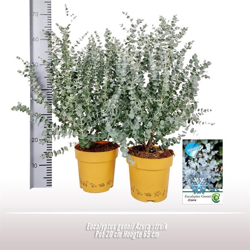 Livraison plante Eucalyptus gunnii d20cm h50cm