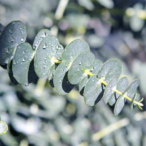 Livraison plante Eucalyptus gunnii – Lot de 4 – Pot 14 cm – Hauteur 30 cm