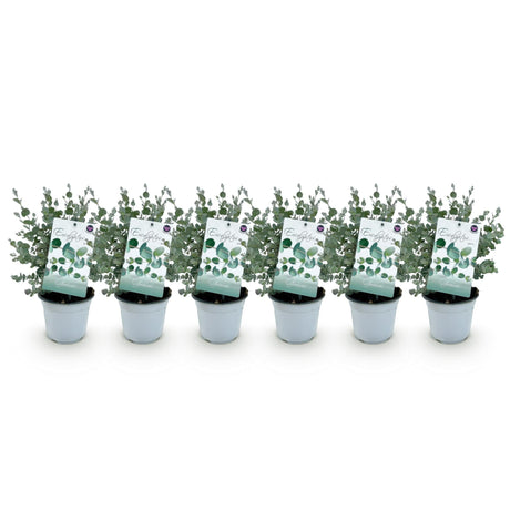 Livraison plante Eucalyptus gunnii – Lot de 6 – Pot 14 cm – Hauteur 30 cm