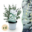 Livraison plante Eucalyptus gunnii – Lot de 6 – Pot 14 cm – Hauteur 30 cm