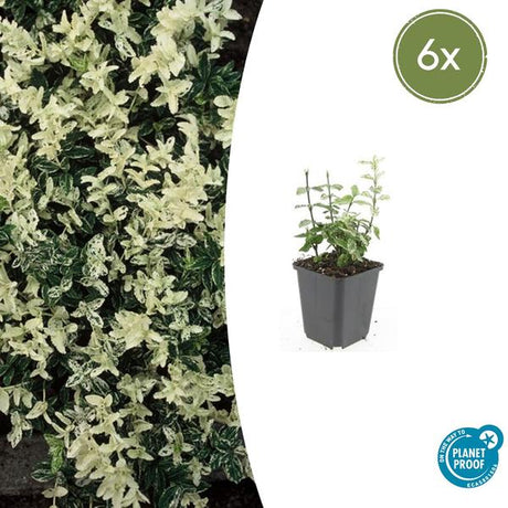 Livraison plante Euonyme fortunei Harlequin