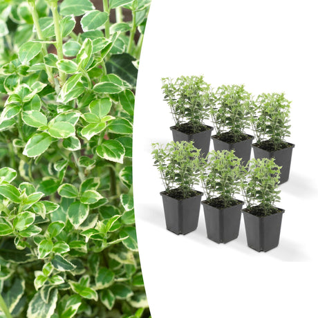 Livraison plante Euonymus 'Emerald 'n Gaity' - Lot de 6