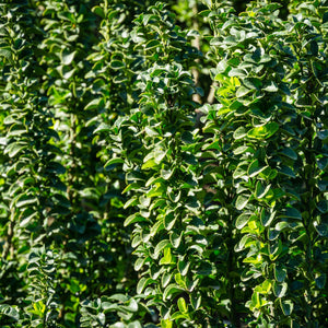 Livraison plante Euonymus japonica Green Spire – Lot de 6 – Hauteur 40 cm